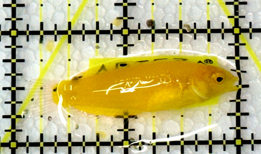Yellow Coris Wrasse YCW060901 WYSIWYG Size: M 2"