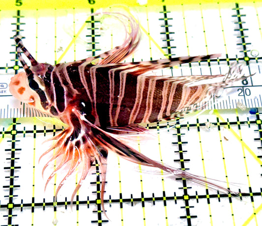 Dwarf Zebra Lionfish DZL042601 WYSIWYG Size: M 3"