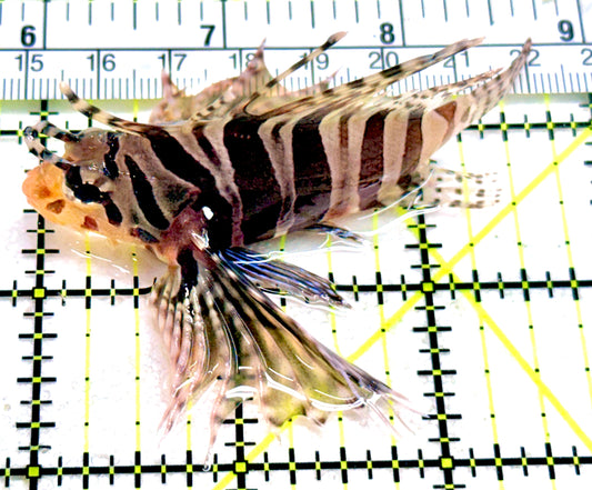 Dwarf Zebra Lionfish DZL042602 WYSIWYG Size: M 3"
