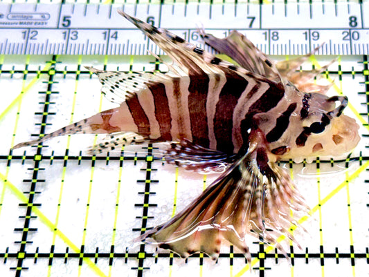 Dwarf Zebra Lionfish DZL042603 WYSIWYG Size: L 3.25"