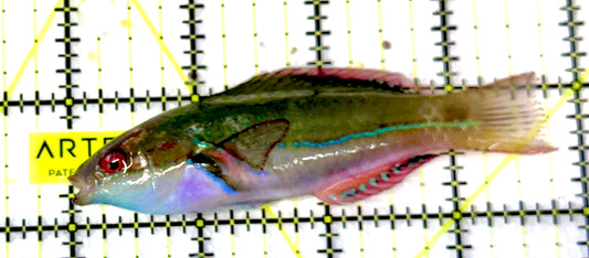 Exquisite Fairy Wrasse (Indo) EFW061101 WYSIWYG Size: L 3.75”