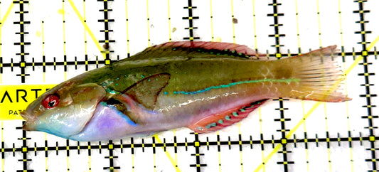 Exquisite Fairy Wrasse (Indo) EFW061103 WYSIWYG Size: L 3.75”