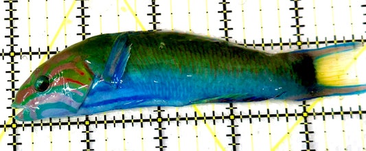 Lunare Wrasse LW060902 WYSIWYG Size: L 5"