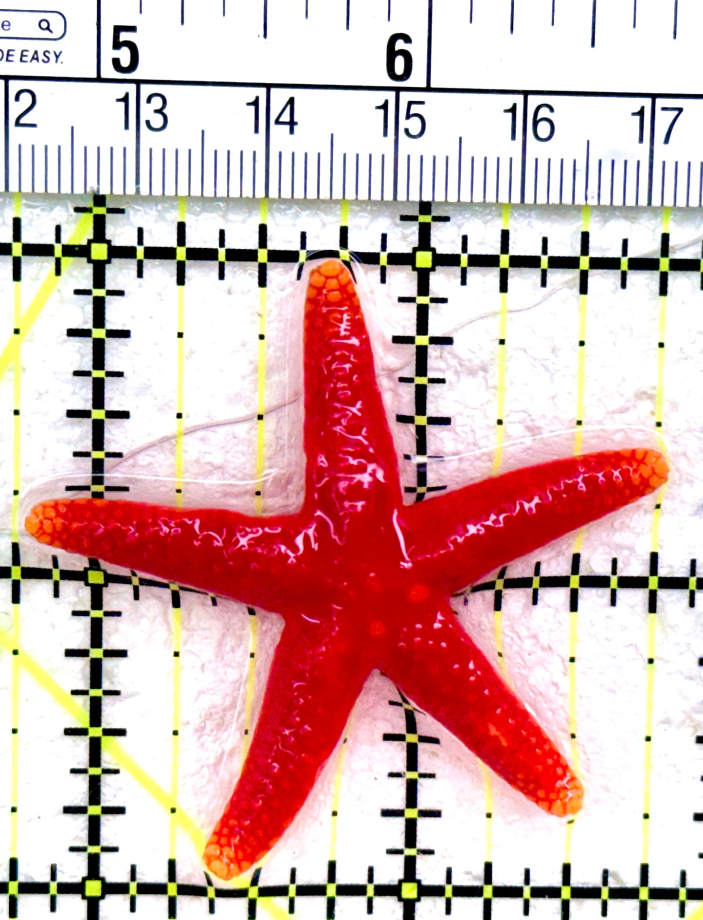 Red Fromia Starfish (millepora) RFS042601 WYSIWYG Size: 2"