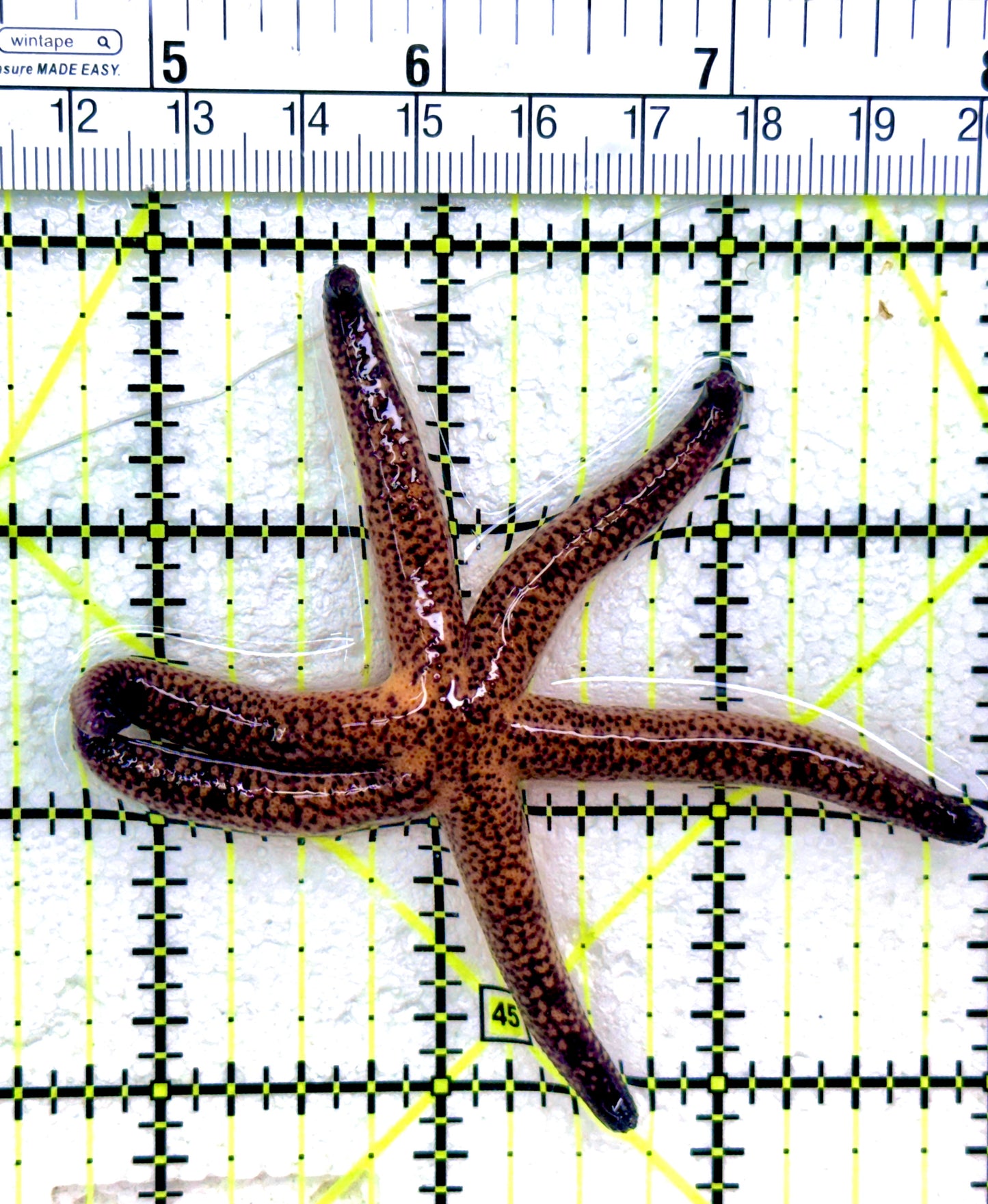Red Fromia Starfish (millepora) RFS042602 WYSIWYG Size: 3.5"