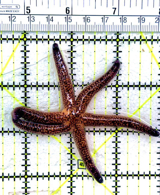 Red Fromia Starfish (millepora) RFS042602 WYSIWYG Size: 3.5"