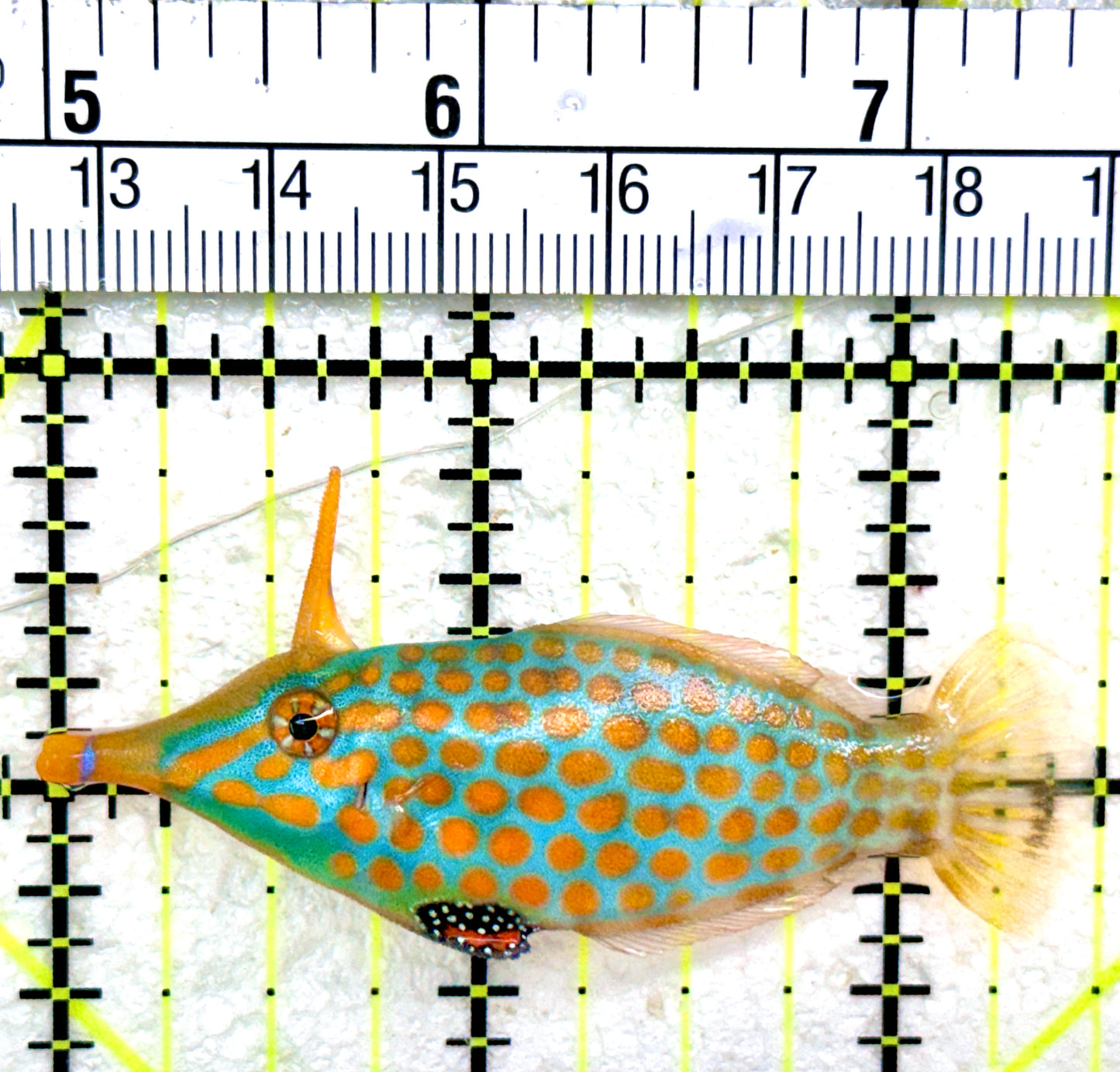 Orange Spotted Filefish OSF042601 WYSIWYG Size: L 2.5"