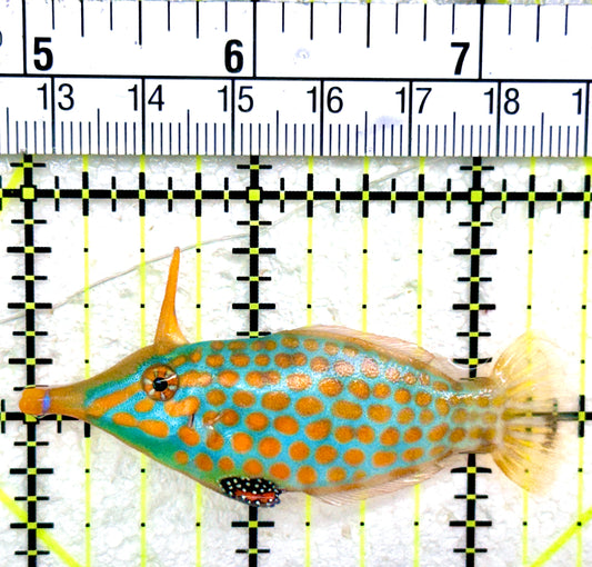 Orange Spotted Filefish OSF042601 WYSIWYG Size: L 2.5"