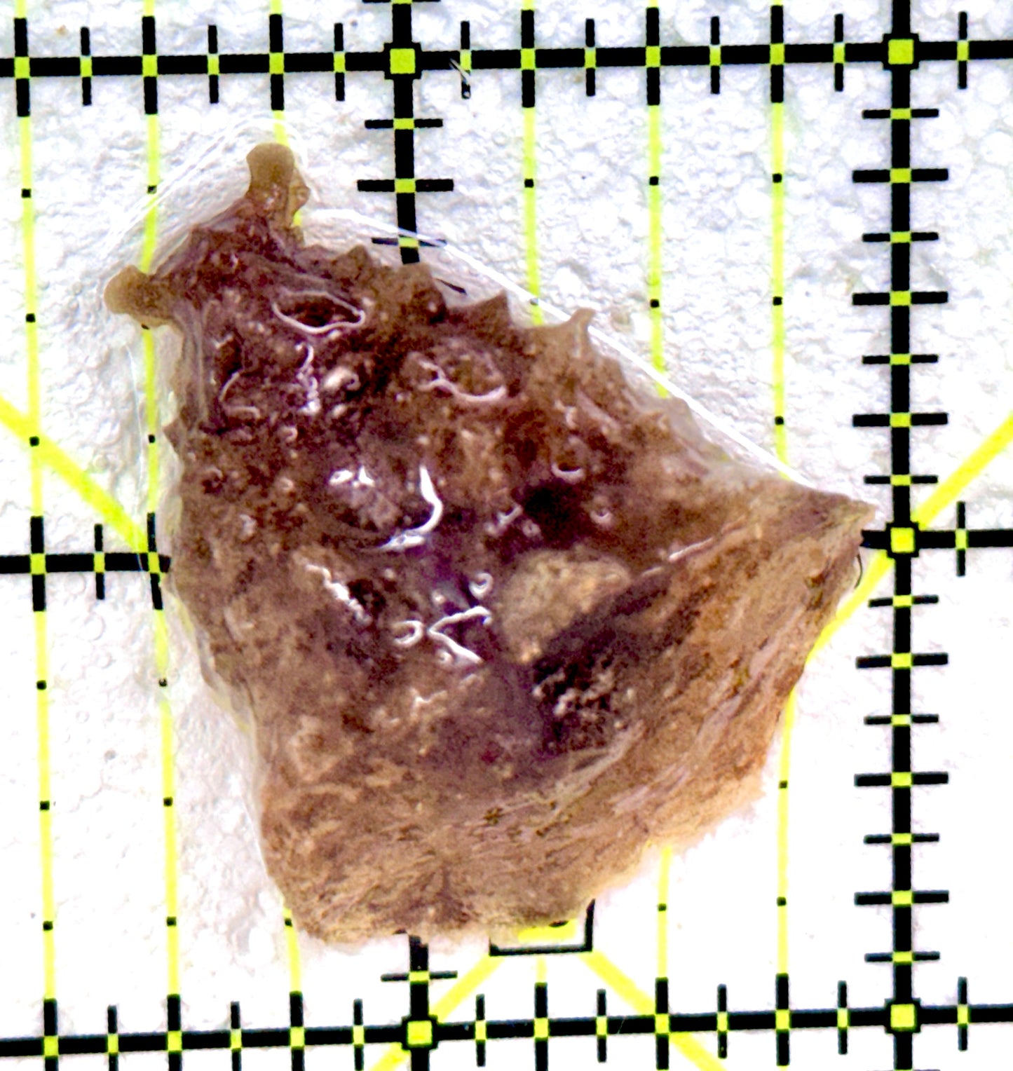 Sea Hare SH042601 WYSIWYG Size : S 1.5"