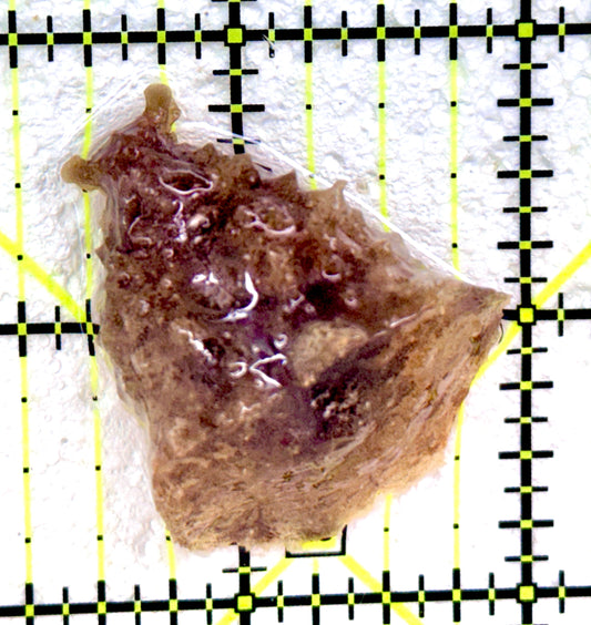 Sea Hare SH042601 WYSIWYG Size : S 1.5"