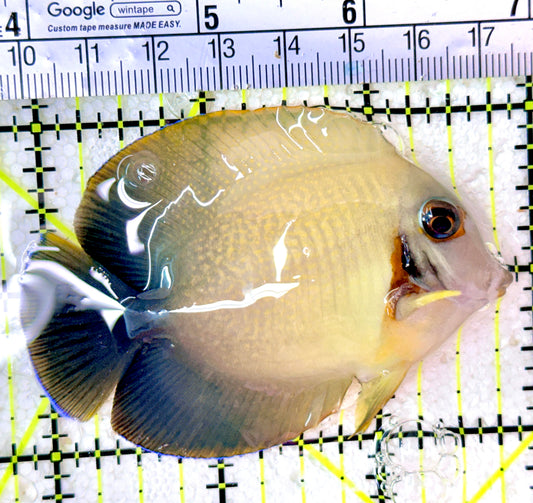 Chronixis Mimic Tang CMT042701 WYSIWYG Size: M 3"