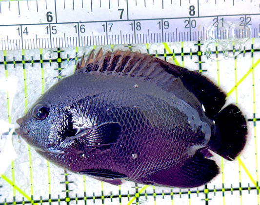 Rare Solomon Islands Midnight Angelfish RSIMA042701 WYSIWYG Size : XL 3.25"