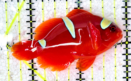 Gold Bar Maroon Clownfish Bali Grade A (Wild Caught) GMC042701 WYSIWYG Size: ML 2.5"