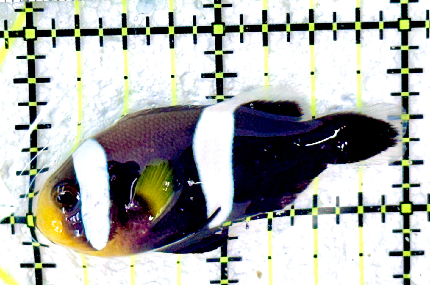 Sebae Clownfish SC042701 WYSIWYG Size: M 2"