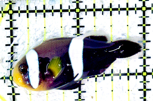 Sebae Clownfish SC042701 WYSIWYG Size: M 2"