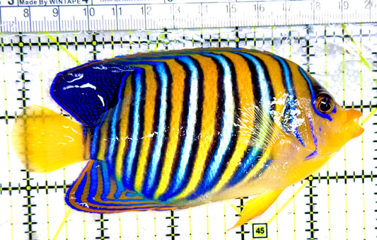 Regal Angelfish Sumatra  Yellow Belly (Vibrant Color Indo) RAYB042602 WYSIWYG Size: L 5"