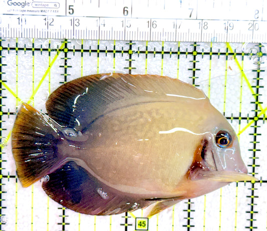 Chronixis Mimic Tang CMT042703 WYSIWYG Size: L 3.75"