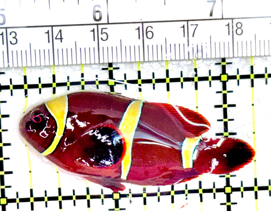 Gold Bar Maroon Clownfish Bali Grade A (Wild Caught) GMC042702 WYSIWYG Size: M 2"