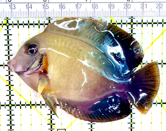 Chronixis Mimic Tang CMT042702 WYSIWYG Size: L 3.75"