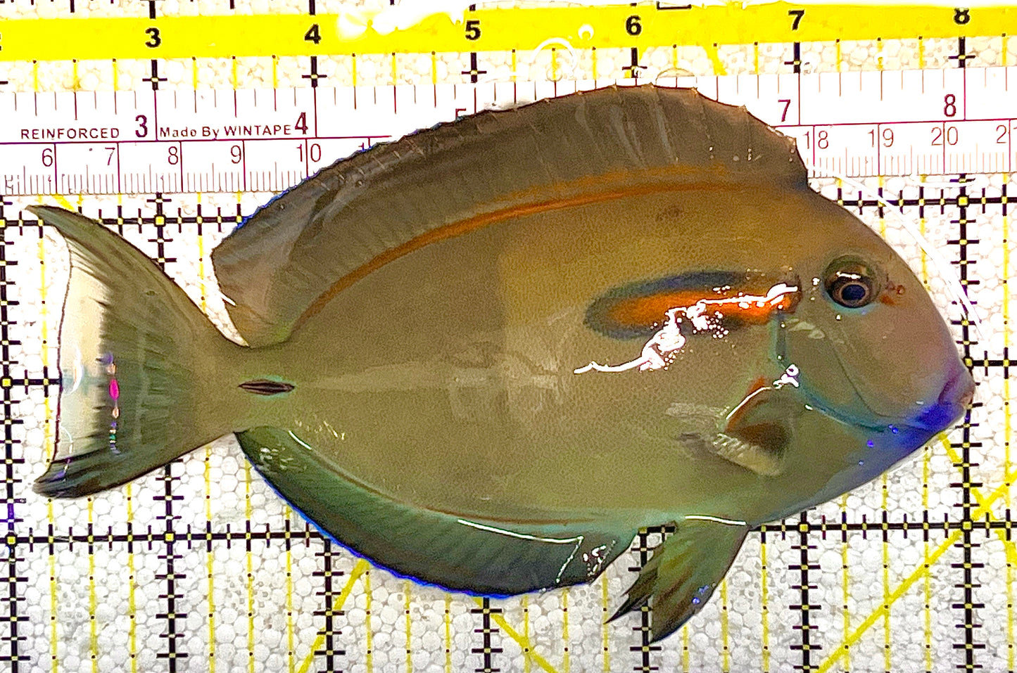Orange Shoulder Tang OST020505 WYSIWYG Size: L Adult: 6" approx