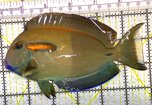 Orange Shoulder Tang OST020505 WYSIWYG Size: L Adult: 6" approx