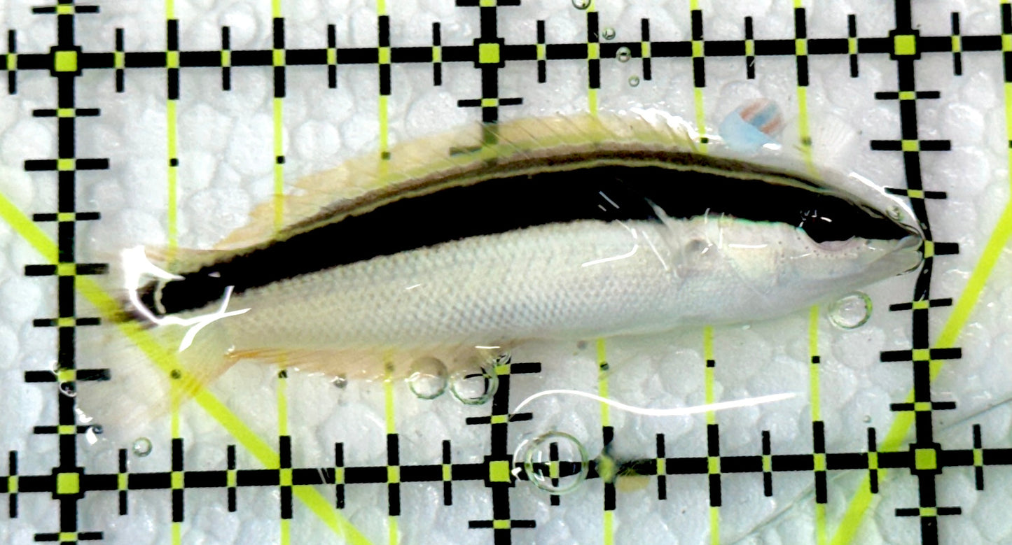 Pixy Blackstripe Coris Wrasse PBC060901 WYSIWYG Size: M 2"