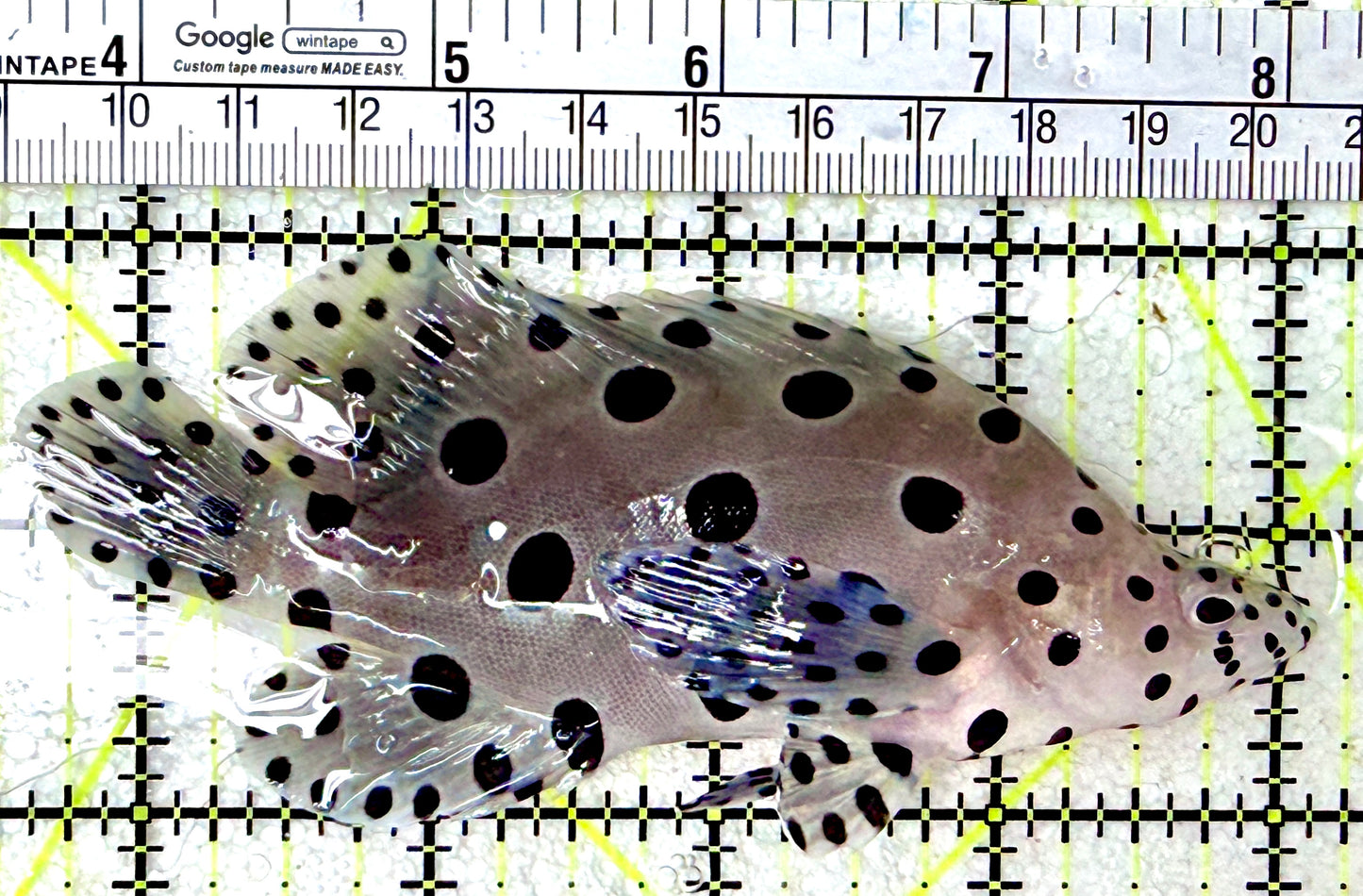 Panther Grouper PG042701 WYSIWYG Size: L 4.5"