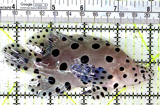 Panther Grouper PG042701 WYSIWYG Size: L 4.5"
