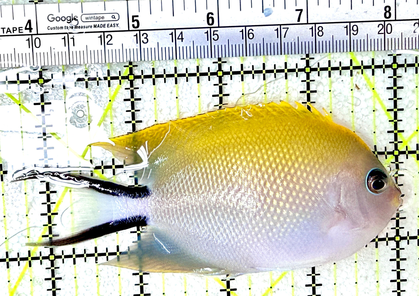 Swallowtail Angelfish Female (Reefsafe) SAF042701 WYSIWYG Size: XL 4.5"