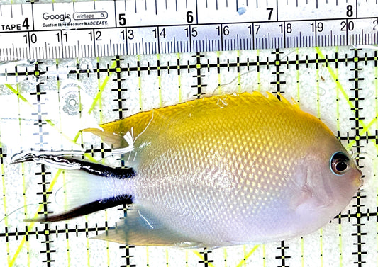 Swallowtail Angelfish Female (Reefsafe) SAF042701 WYSIWYG Size: XL 4.5"