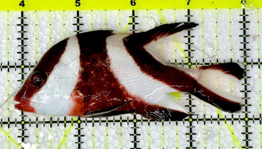 Red Emperor Snapper RES061001 WYSIWYG Size: ML 4.25”