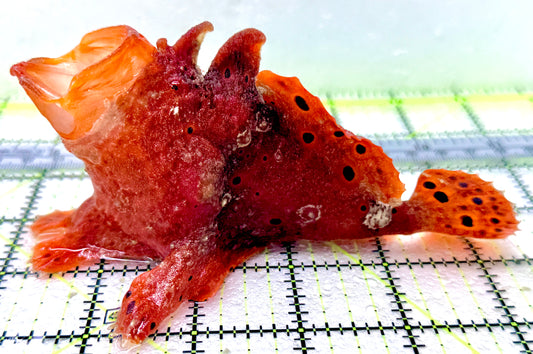 Red Warty Angler RWA042703 WYSIWYG Size: 5.5"