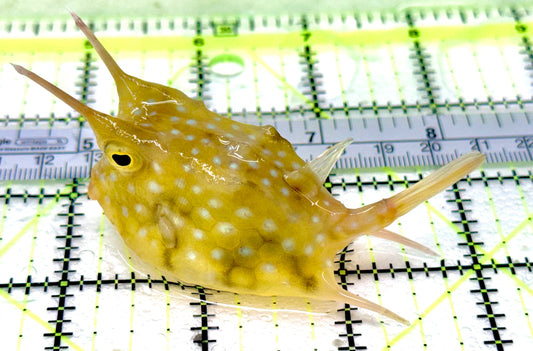 Longhorn Cowfish LC042701 WYSIWYG Size: L 3.25"