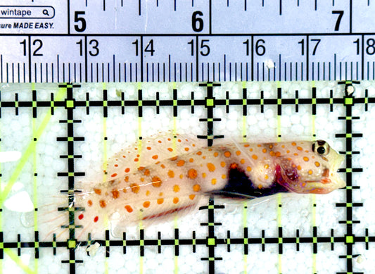 Orange Spotted Goby OSG042701 WYSIWYG Size: L 2.25"
