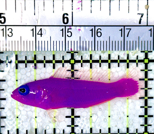 Strawberry Dottyback SD042701 WYSIWYG Size: 2"