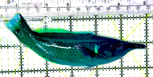Green Bird Wrasse GBW042701 WYSIWYG Size: L 5.75"