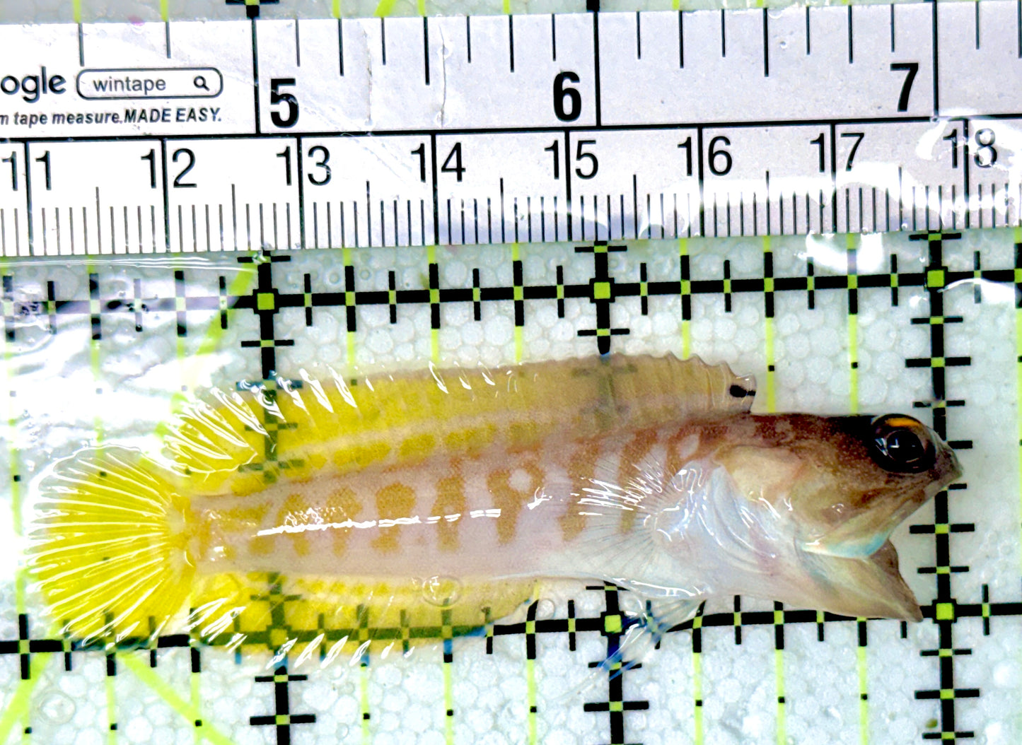 Bali Tiger Jawfish BTJ042701 WYSIWYG Size SM : 2.75"
