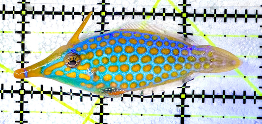 Orange Spotted Filefish OSF061201 WYSIWYG Size: L 2.75"