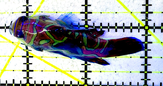 Green Mandarin Dragonet GMD061201 WYSIWYG Size: XL 2.25"