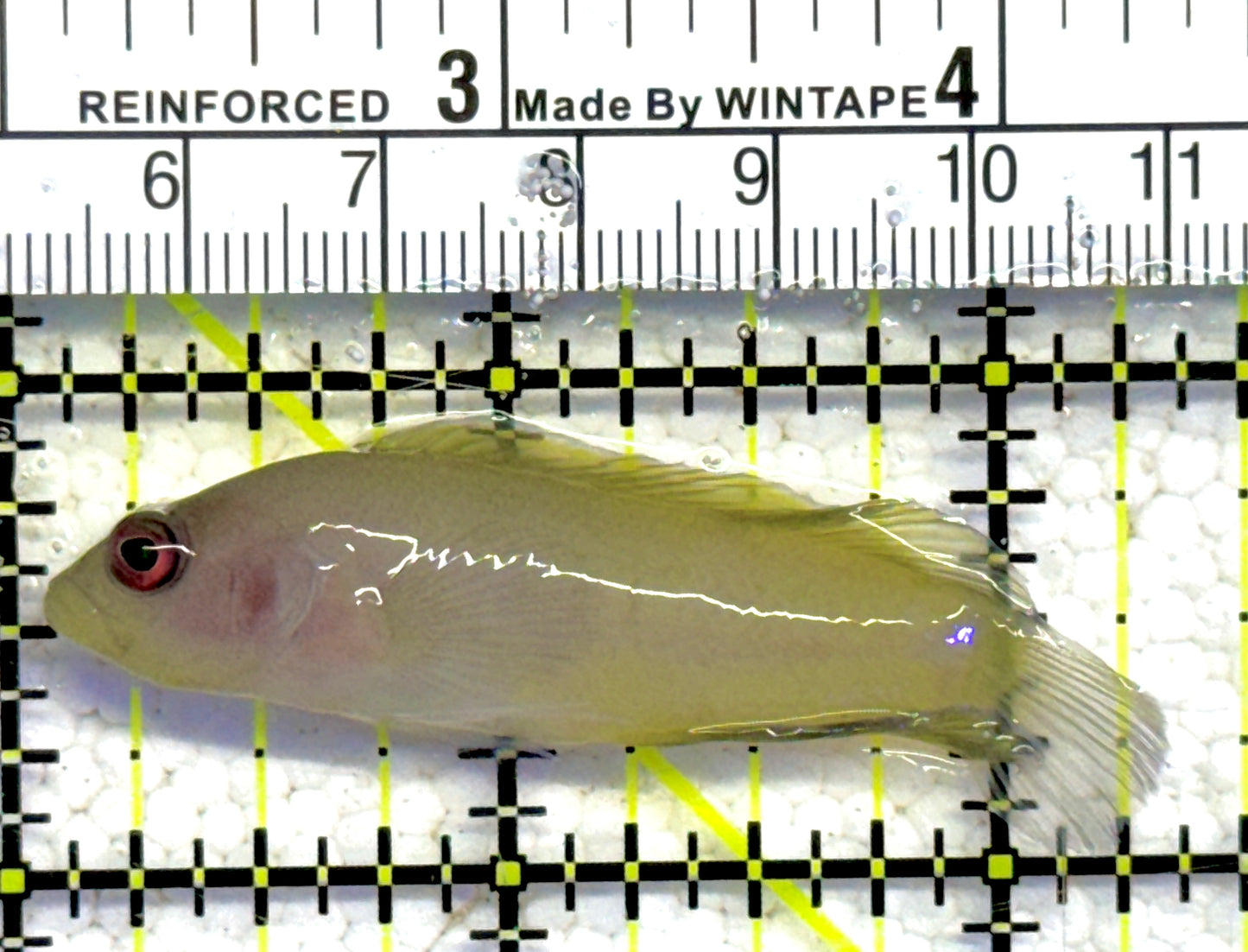 Ringeye Dottyback (Female) RD061303 WYSIWYG Size: M 2.25" approx