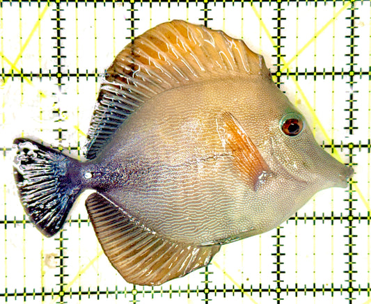 Scopas Tang ST042701 WYSIWYG Size: L 4.75"