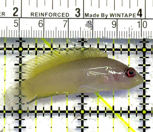 Ringeye Dottyback (Female) RD061303 WYSIWYG Size: M 2.25" approx
