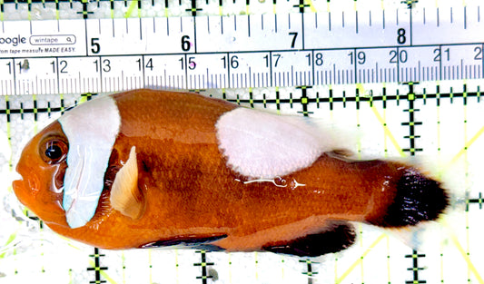 Red Saddleback Clownfish RSC042702 WYSIWYG Size: SHOW 4.25"