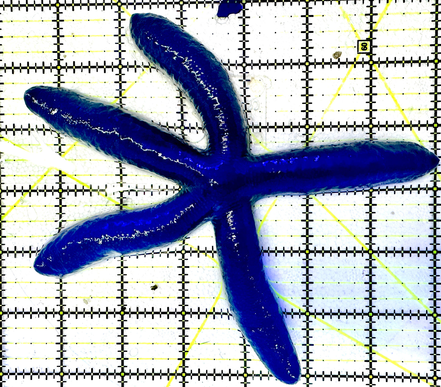 Blue Linckia Starfish BLS061201 WYSIWYG Size : XL/Show 6.5"