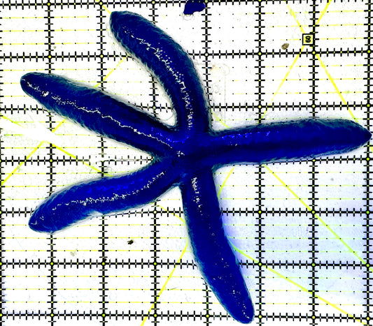 Blue Linckia Starfish BLS061201 WYSIWYG Size : XL/Show 6.5"