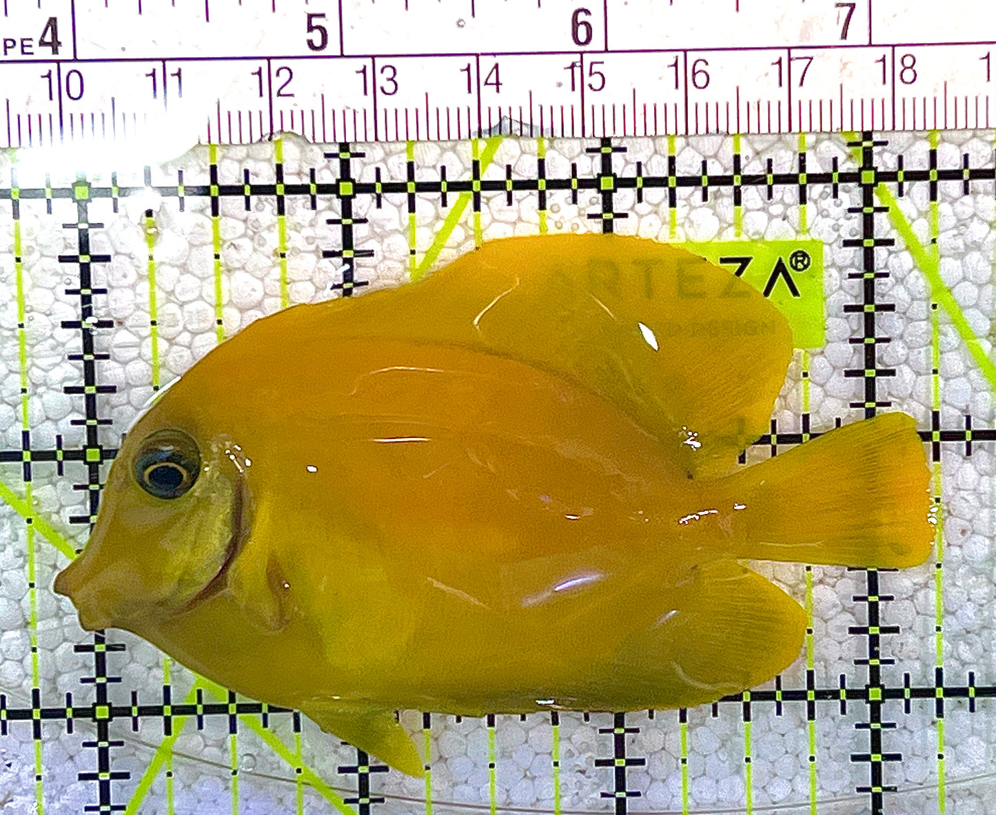 Yellow Mimic Tang (Chocolate Tang When it is Adult) YMT020502 WYSIWYG Size: M 3.25" approx