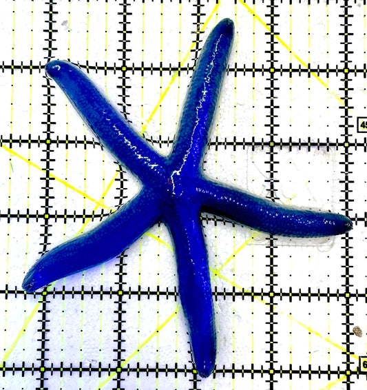 Blue Linckia Starfish BLS061202 WYSIWYG Size : L 4.25"