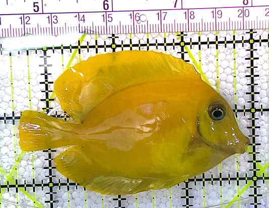 Yellow Mimic Tang (Chocolate Tang When it is Adult) YMT020502 WYSIWYG Size: M 3.25" approx