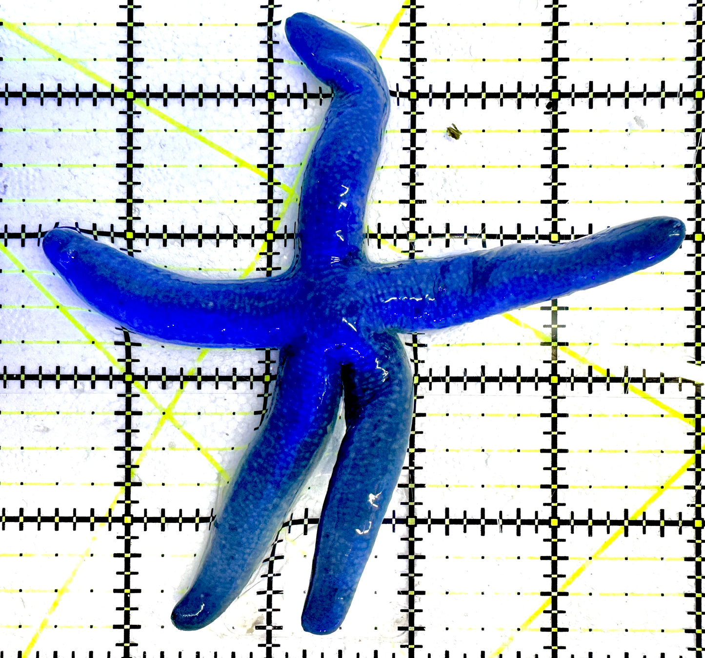 Blue Linckia Starfish BLS061203 WYSIWYG Size : L 4.5"