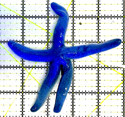 Blue Linckia Starfish BLS061203 WYSIWYG Size : L 4.5"